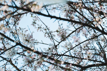 Cherry Blossom Tree Branches Cherry Blossom Tree Branches
