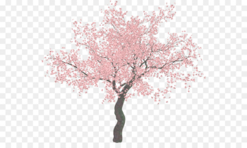 Cherry blossom Tree Clip art - sakura tree Cherry blossom Tree Clip art - sakura tree