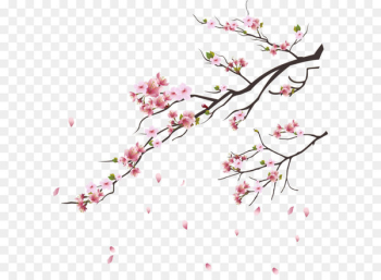 Cherry blossom Tsukasa of Tokyo Branch - Pink cherry blossoms 