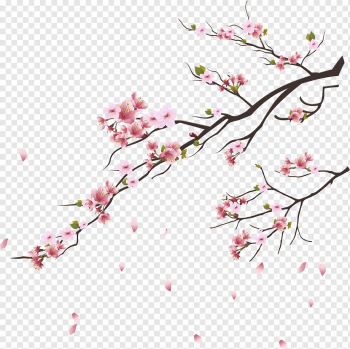 Cherry blossom Tsukasa of Tokyo Branch, Pink cherry blossoms, pink cherry blossoms illustration, twig, flower, pink Cherry Blossoms png