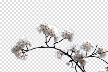 Cherry blossom, White cherry blossoms transparent background PNG clipart Cherry blossom, White cherry blossoms transparent background PNG clipart