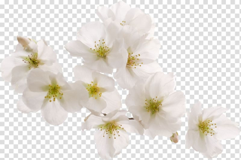 Cherry blossom White Peach, Bright white peach transparent background PNG clipart Cherry blossom White Peach, Bright white peach transparent background PNG clipart