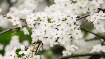 Cherry blossoms, beautiful white flowers in spring sunny day for background or copy space for text