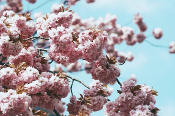 cherry blossoms blooms at daytime cherry blossoms blooms at daytime