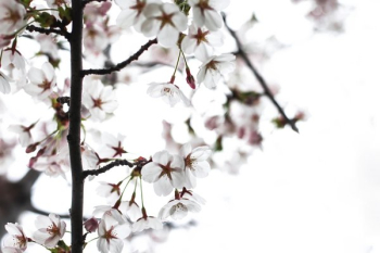 Cherry Blossoms Close Up Cherry Blossoms Close Up