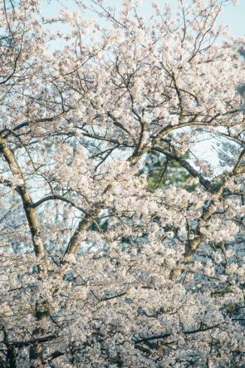 Cherry Blossoms Fill The Screen Cherry Blossoms Fill The Screen