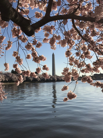 Cherry Blossoms in Bloom Cherry Blossoms in Bloom