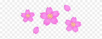 Cherry Blossoms - Prickly Rose Cherry Blossoms - Prickly Rose