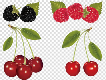 Cherry Fruit , Cherry and Mulberry transparent background PNG clipart Cherry Fruit , Cherry and Mulberry transparent background PNG clipart