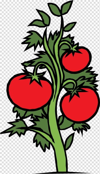 Cherry tomato Plant Vegetable , tomato transparent background PNG clipart Cherry tomato Plant Vegetable , tomato transparent background PNG clipart