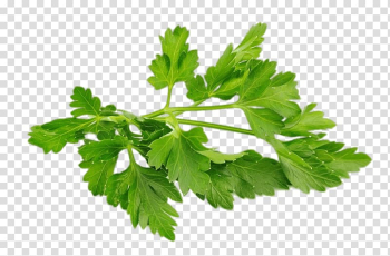Chervil Parsley Herb Food Vegetable, Herb transparent background PNG clipart Chervil Parsley Herb Food Vegetable, Herb transparent background PNG clipart