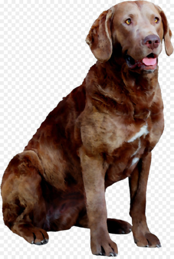 Chesapeake Bay Retriever Labrador Retriever Dog breed Hunting dog Companion dog -  