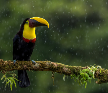Chesnut-mandibled Toucan Chesnut-mandibled Toucan