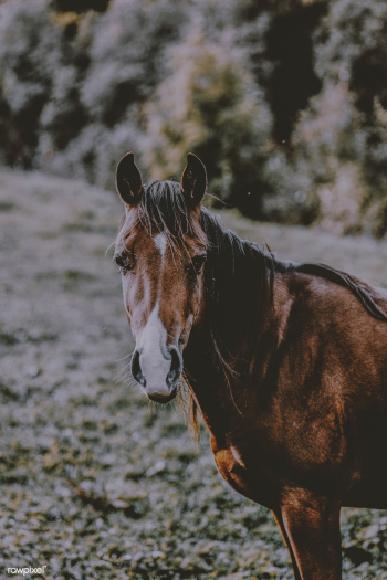 Chestnut horse portrait | Free stock photo - 501468 Chestnut horse portrait | Free stock photo - 501468