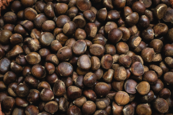Chestnuts Chestnuts