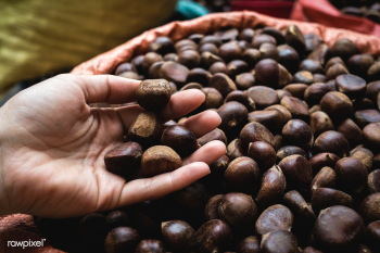 Chestnuts | Free public domain photo - 447929 Chestnuts | Free public domain photo - 447929