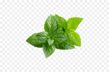 Chewing gum Peppermint Mentha spicata Organic food Water Mint - pepermint 