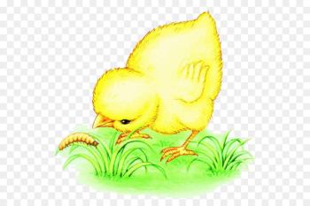 Chicken Bird Eating Worm Illustration - Eating insects chick 
