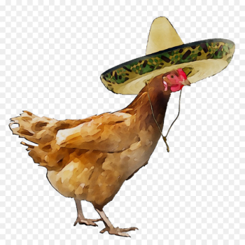 Chicken Broiler Poultry farming Rooster -  