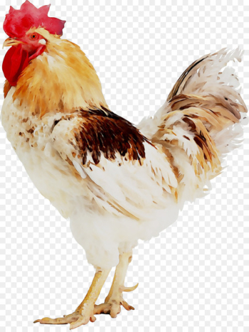 Chicken Broiler Rooster Poultry Egg -  