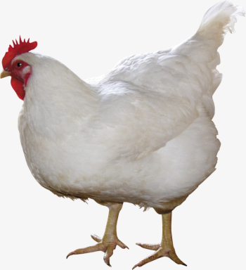 Chicken, Chicken Clipart, Hen PNG Image and Clipart for Free Download