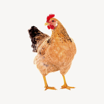 Chicken clipart, farm animal illustration | Free Vector - rawpixel Chicken clipart, farm animal illustration | Free Vector - rawpixel