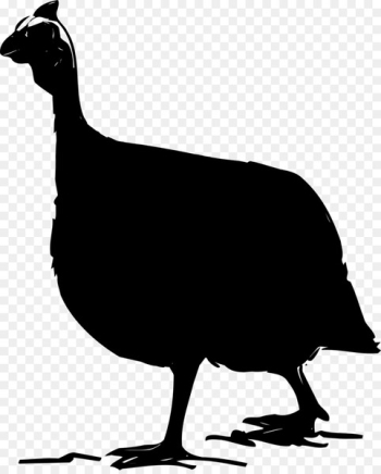 Chicken Cygnini Goose Duck Water bird - Chicken Cygnini Goose Duck Water bird -