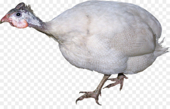Chicken Domestic turkey Broiler Poultry Stock photography - chicken 