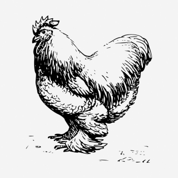 Chicken drawing, vintage farm animal | Free Photo - rawpixel Chicken drawing, vintage farm animal | Free Photo - rawpixel