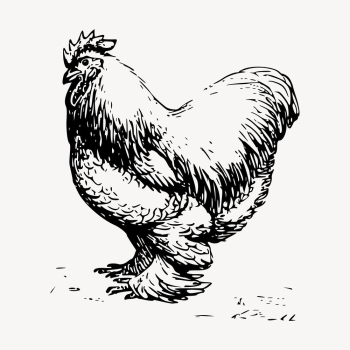 Chicken drawing, vintage farm animal | Free Vector - rawpixel Chicken drawing, vintage farm animal | Free Vector - rawpixel
