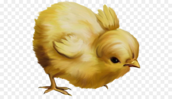 Chicken Easter Kifaranga Clip art - chick Chicken Easter Kifaranga Clip art - chick