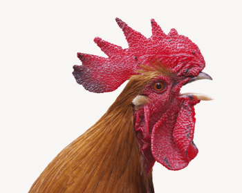 Chicken head, isolated animal image | Free PSD - rawpixel Chicken head, isolated animal image | Free PSD - rawpixel