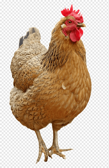 Chicken Icon, Lovely hen, brown rooster, animals, galliformes, bird png Chicken Icon, Lovely hen, brown rooster, animals, galliformes, bird png