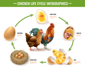 Chicken life cycle stages realistic infographic composition from fertile eggs embryo development to hatching chicks Free Vector
