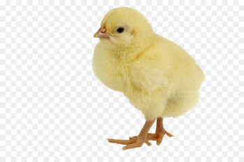 Chicken meat Duck Infant - Single Baby Chicken Png Chicken meat Duck Infant - Single Baby Chicken Png