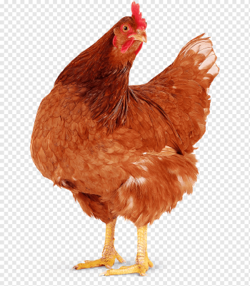 Chicken meat Hen Poule pondeuse Rooster, chicken, food, animals, galliformes png