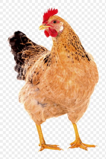 Chicken png sticker, farm animal | Free PNG - rawpixel Chicken png sticker, farm animal | Free PNG - rawpixel