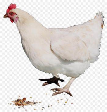 Chicken Rooster Cairo Poultry disease - Chicken Rooster Cairo Poultry disease -