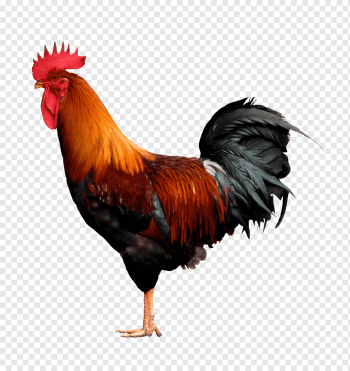 Chicken Rooster Poultry Contact page, chicken, web Design, animals, chicken png