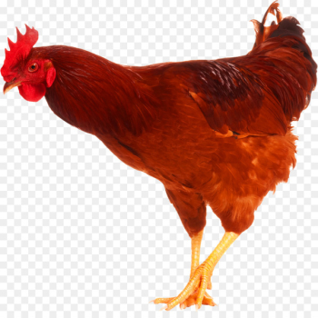 Chicken Stock photography Rooster Image Poultry - chicken Chicken Stock photography Rooster Image Poultry - chicken