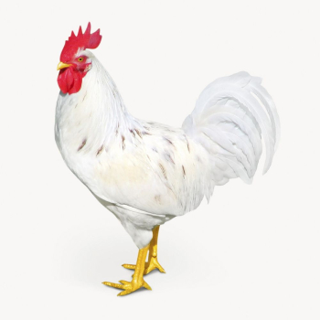 Chicken watercolor illustration, cute animal | Free Photo - rawpixel Chicken watercolor illustration, cute animal | Free Photo - rawpixel