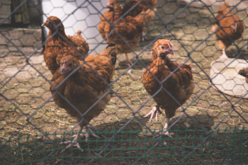 Chickens Chickens