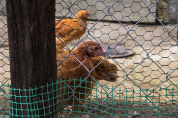 Chickens 2 Chickens 2