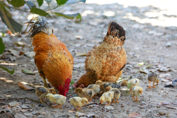 Chicks and Roosters Chicks and Roosters