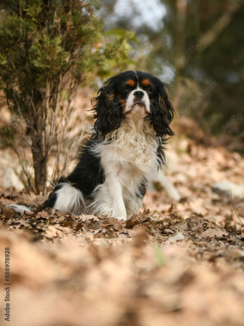 Chien cavalier king charles pour un shooting Chien cavalier king charles pour un shooting