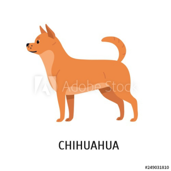 Chihuahua Chihuahua