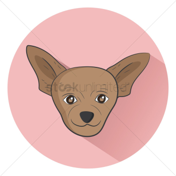 Chihuahua dog Chihuahua dog