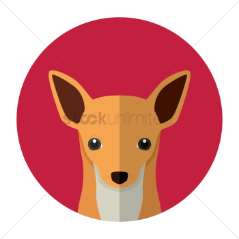 Chihuahua dog Chihuahua dog