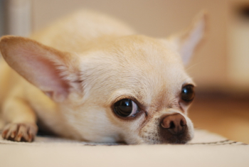 Chihuahua Lying on White Textile Chihuahua Lying on White Textile