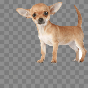 Chihuahua png 3 » PNG Image Chihuahua png 3 » PNG Image